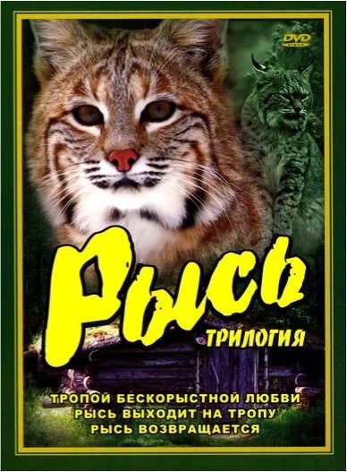 Рысь кунак. Тропой бескорыстной любви. "Тропой бескорыстной любви" (1971) афиша. Афиша к фильму тропой бескорыстной любви.