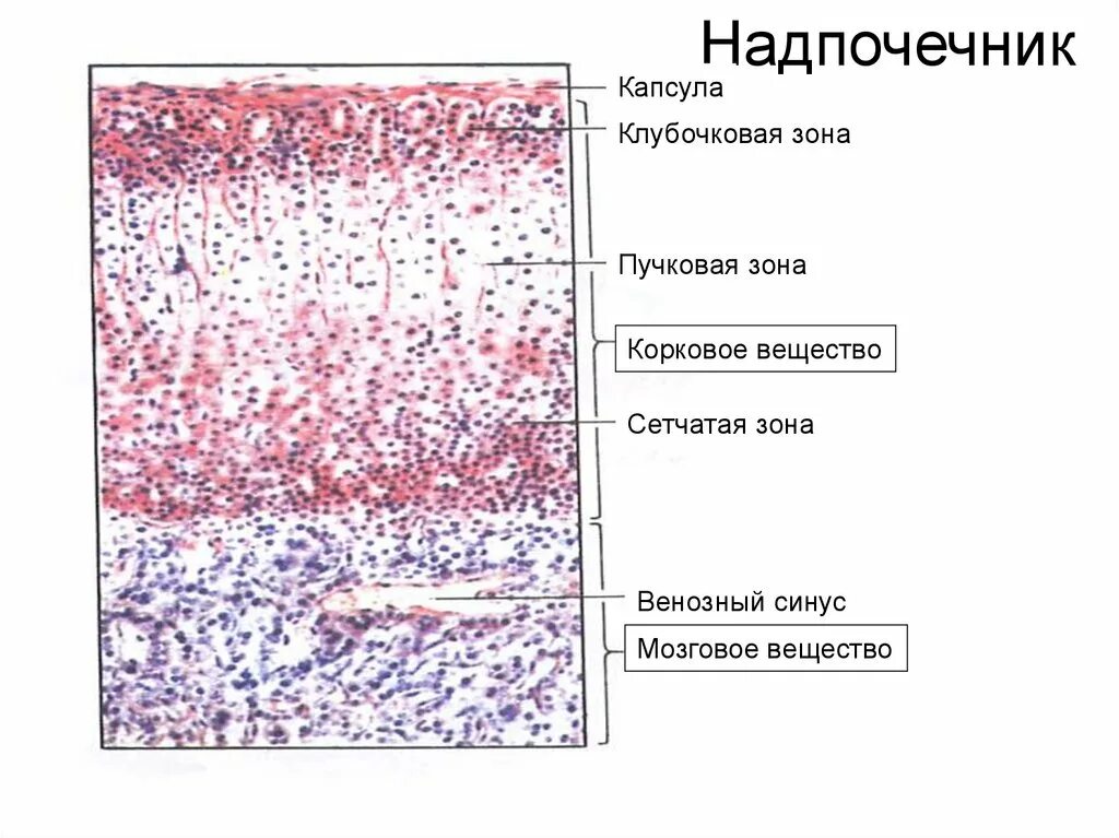 Сетчатая зона. Пучковая сетчатая и клубочковая зона. Клубочковая зона надпочечников. Пучковая зона коры надпочечников. Надпочечники клубочковая зона пучковая зона.