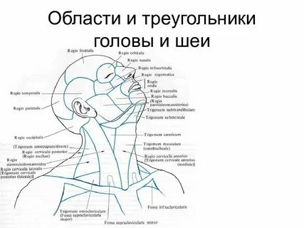 Три шеи