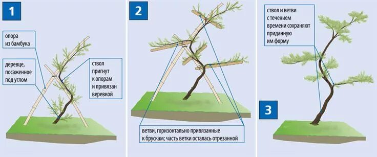 Посадить дерево ветками