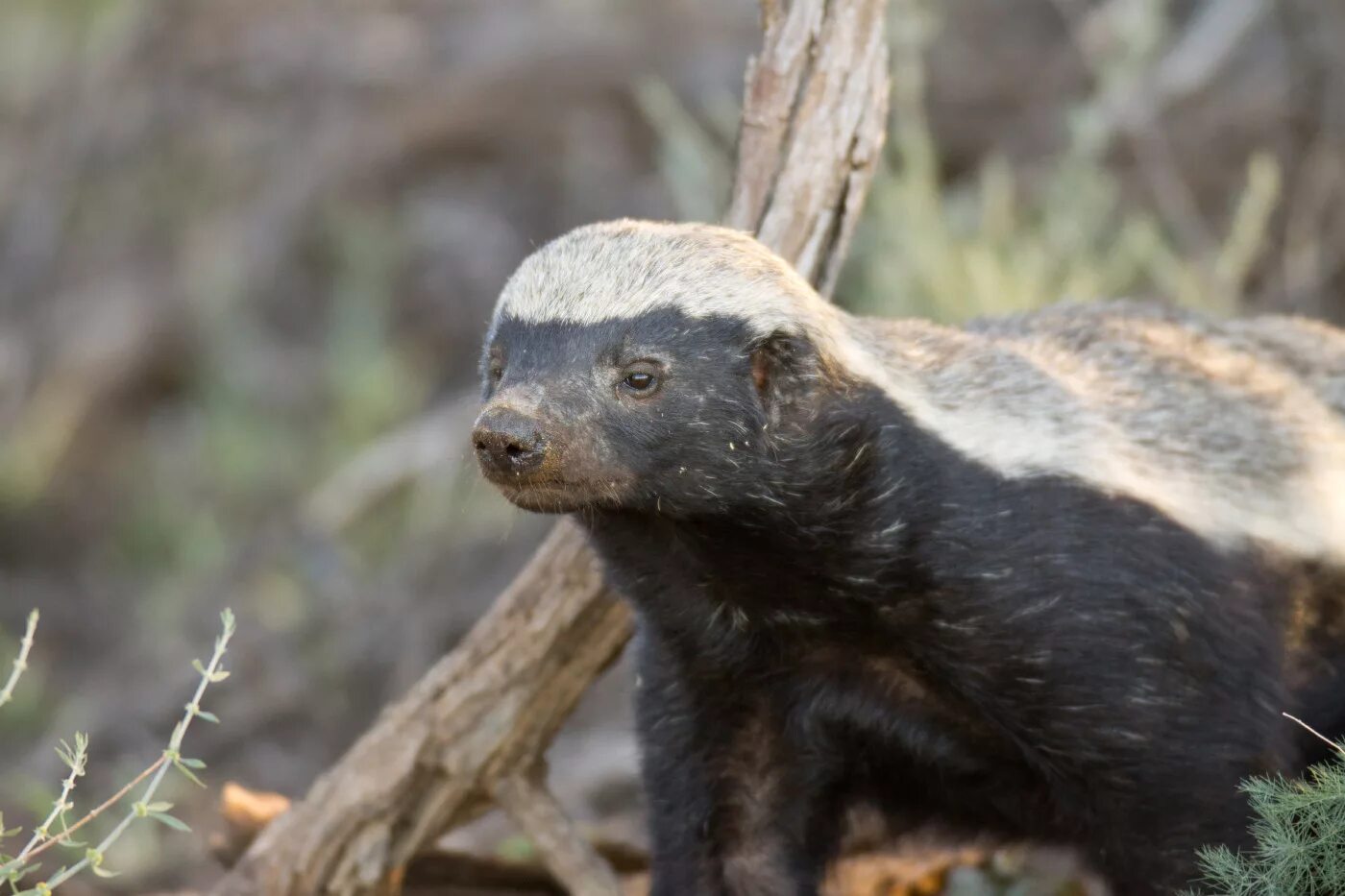 Какой хищник живет. Медоед Honey Badger. Медоед Росомаха куница. Honey Badger (Mellivora capensis). Медоед млекопитающие Африки.