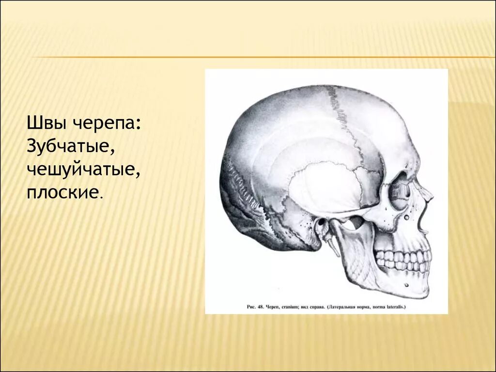 Швы соединяющие кости черепа. Соединения костей черепа анатомия швы. Сосцевидный шов черепа. Соединение костей черепа швы.