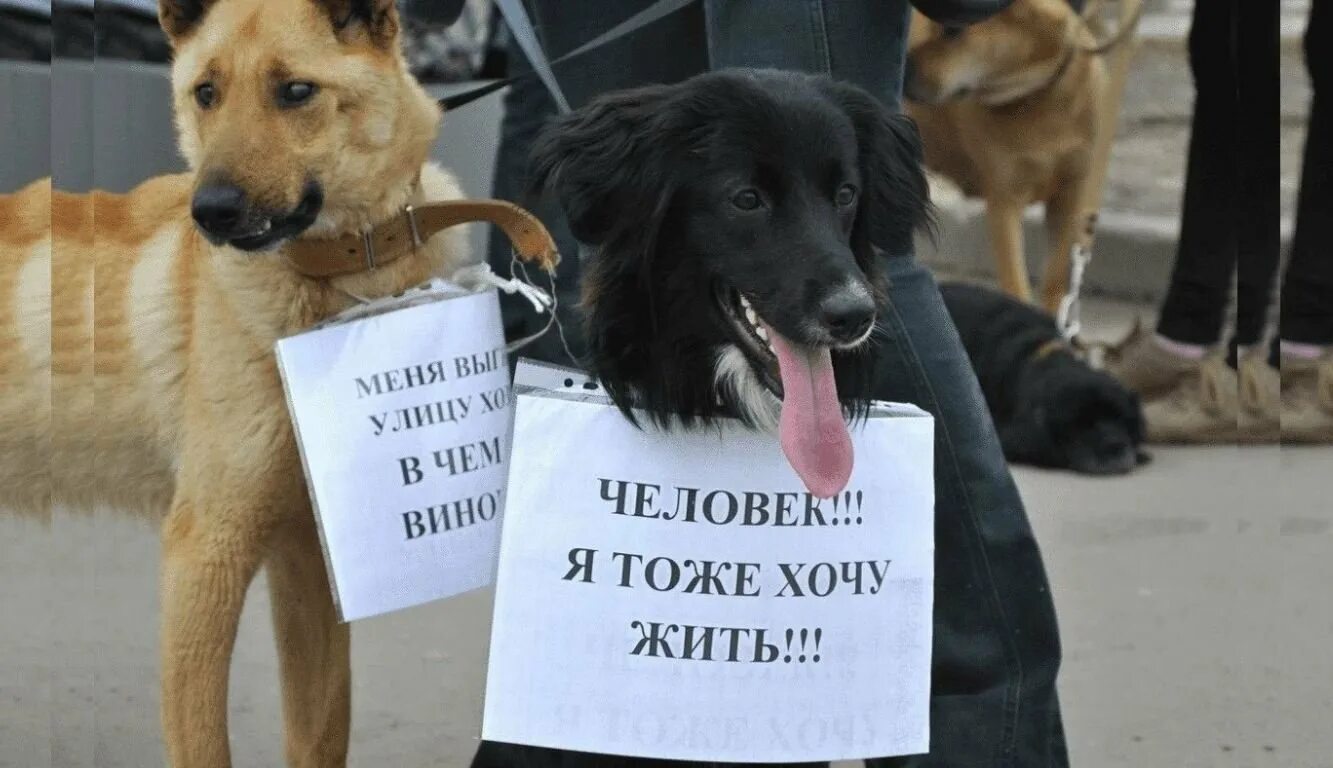Против эвтаназии животных. Защита животных. бездомные животные. защита животных от жестокого обращения.