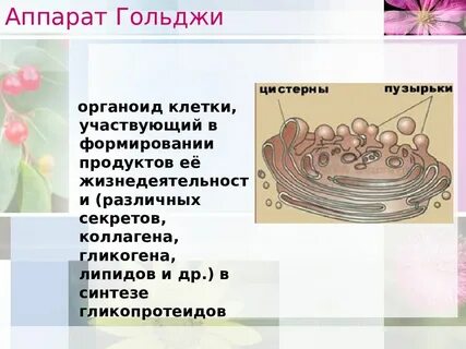 Пузырьки аппарата гольджи