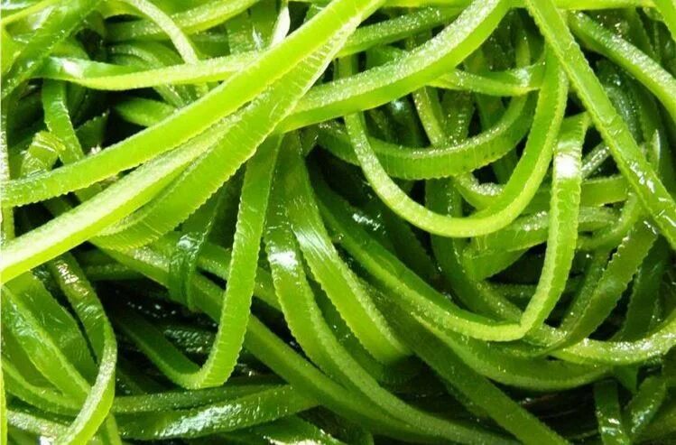 Kelp extract