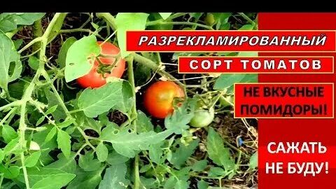 Томат адмиралтейский