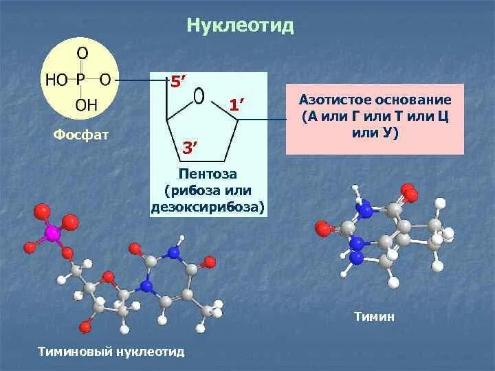 5 Нуклеотидов. Тиминовый нуклеотид. Пентозы нуклеиновых кислот. Азотистые нуклеотиды.