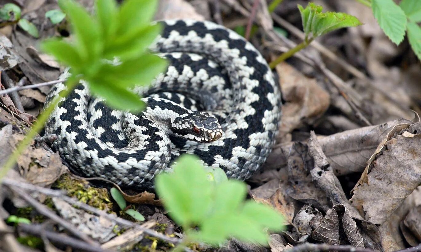 Гадюка фото. Обыкновенная гадюка. Обыкновенная гадюка (Vipera berus). Шахматная гадюка Кавказская. Змея шахматная гадюка.