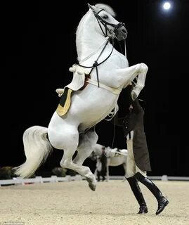 Dancing horses