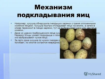 Почему подкинули яйцо