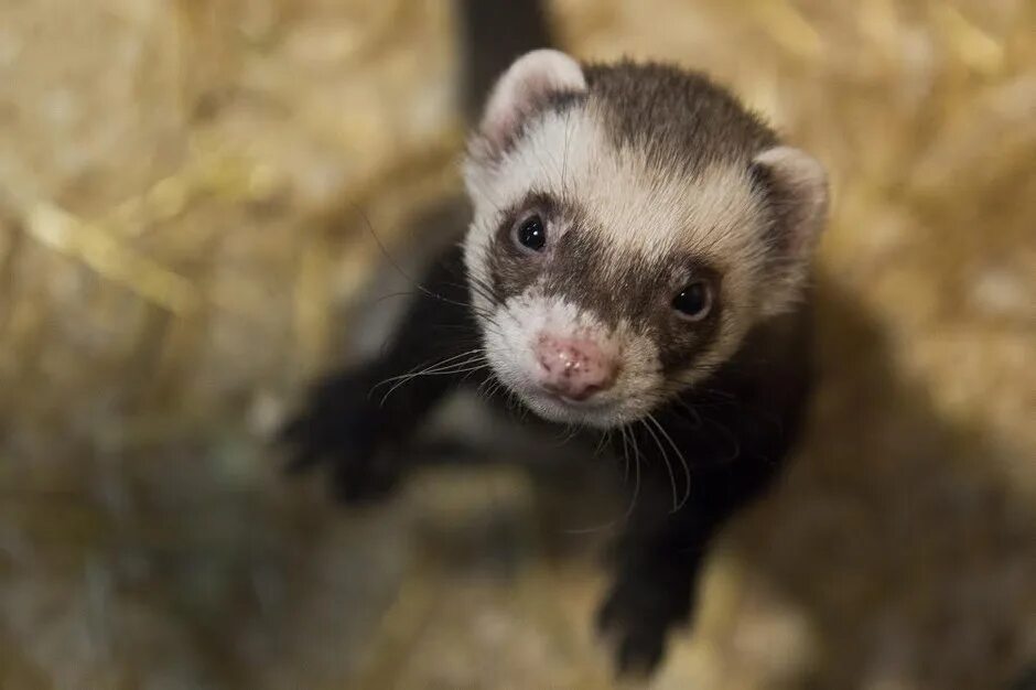 Контактной иркутск. Ботанический сад иркутск зоопарк. Контактной иркутск. Иркутский зоосад, иркутск. Ботанический сад иркутск зоопарк.