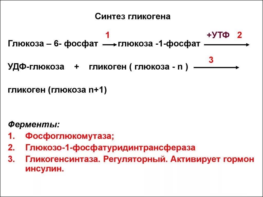 Фермент синтеза гликогена. Схема синтеза гликогена из Глюкозы. Схему реакций синтеза гликогена из Глюкозы. Последовательность реакций синтеза гликогена. Синтез гликогена из Глюкозы (гликогеногенез).