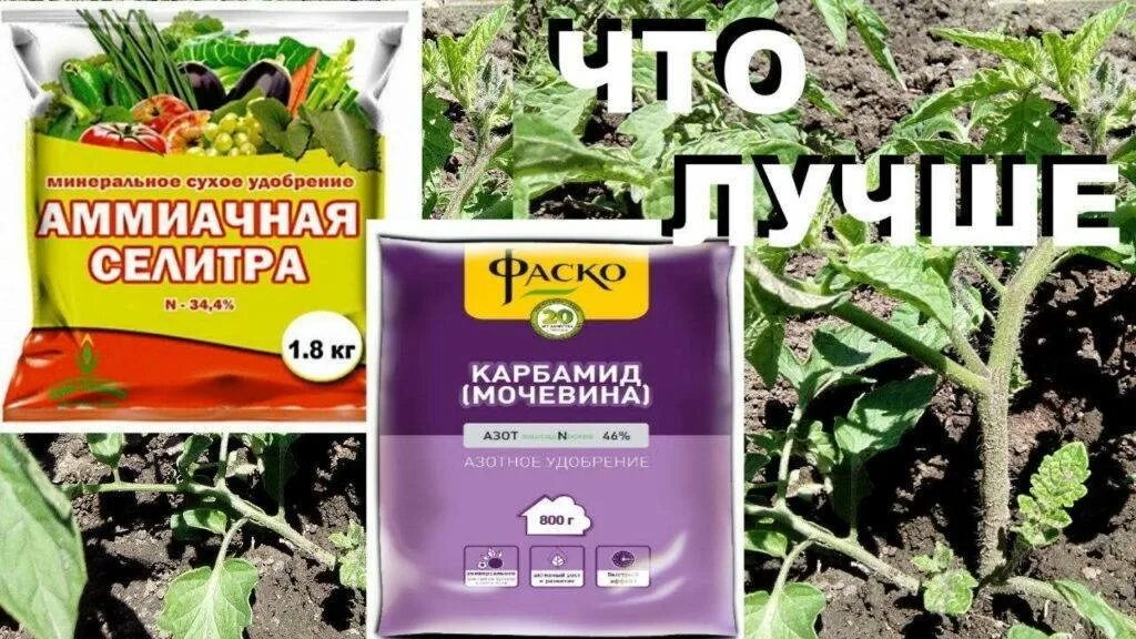 Чем отличается карбамид от селитры. Селитра мочевина удобрения. аммиачная селитра и мочевина. аммиачная селитра удобрение. карбамид аммиачная селитра.