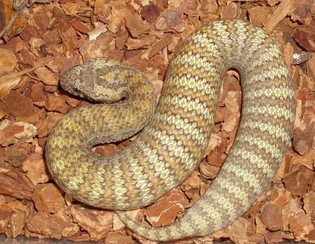 Цутиноко реальное фото. Шипохвост австралийский змея. Acanthophis antarcticus.