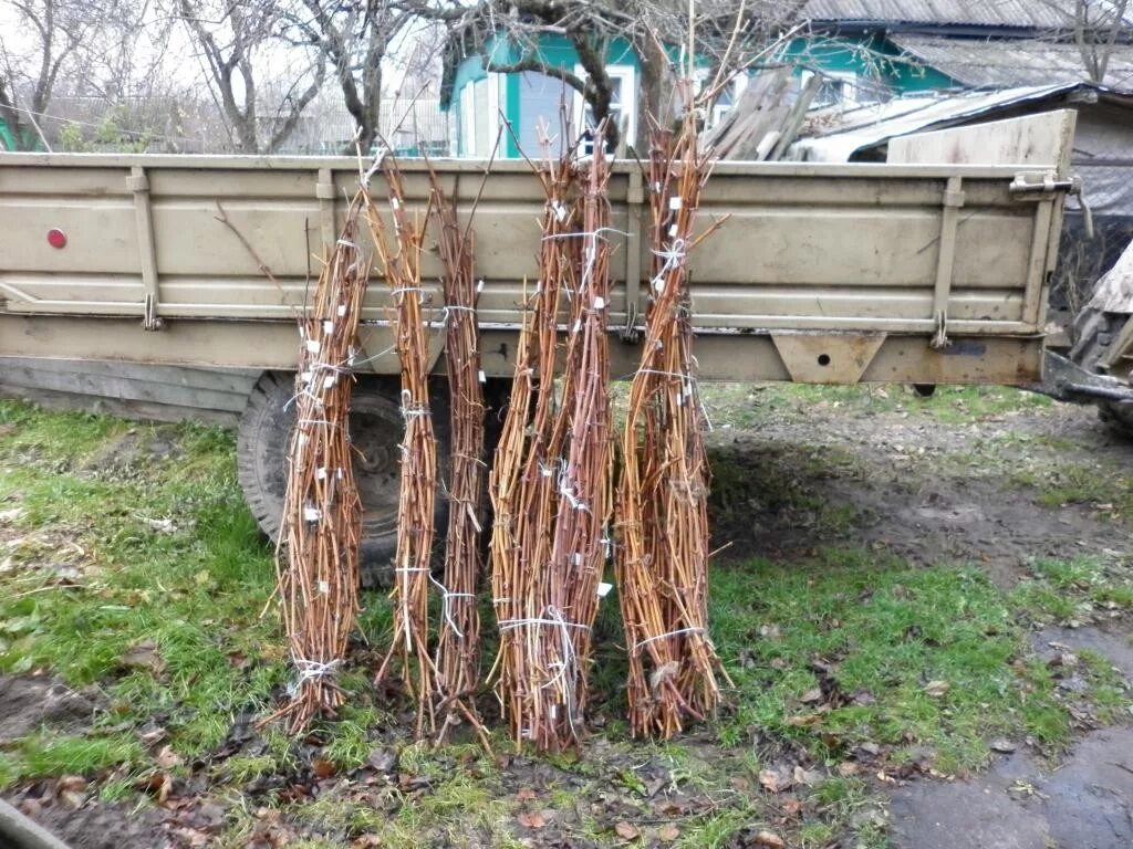 Как сделать лозу своими руками
