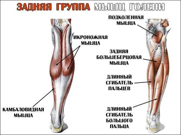 Как называется ляжка