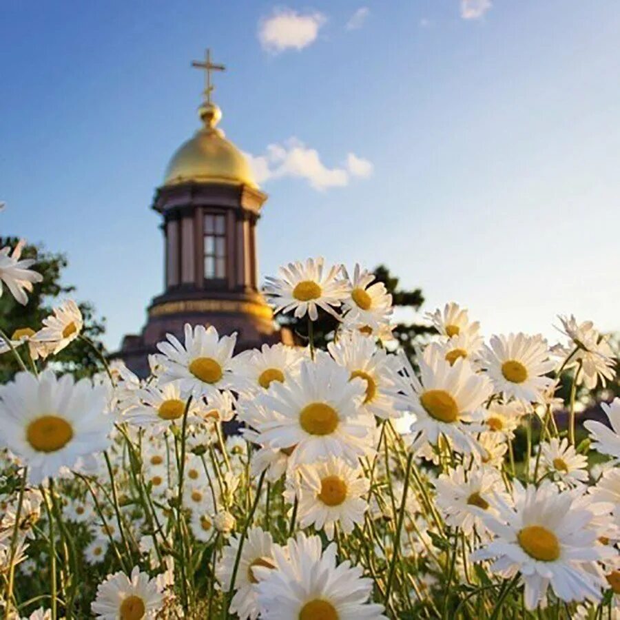 Ромашки и храм. Ромашковое поле и храм. Ромашки на фоне храма. Храм в цветах. Божественные картинки с добрым утром