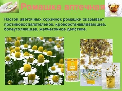 Ромашка является лекарственным