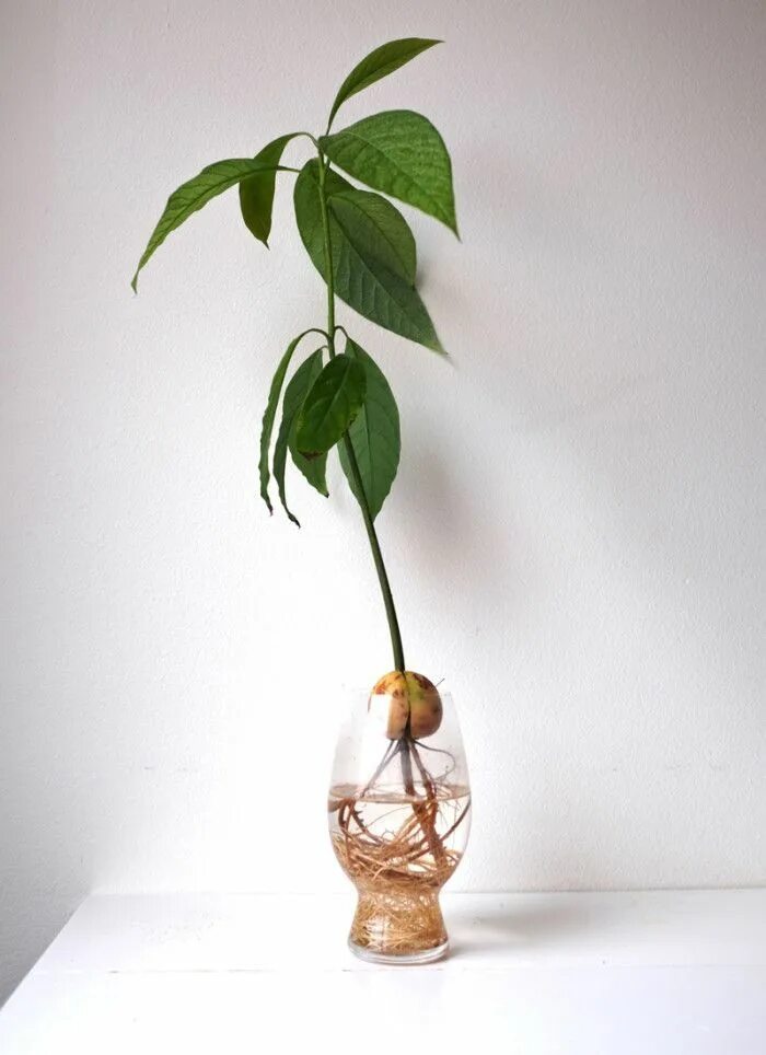 Avocado 'Day' (Persea americana) Avocado Trees & Plants for Sale Растения, Дерев