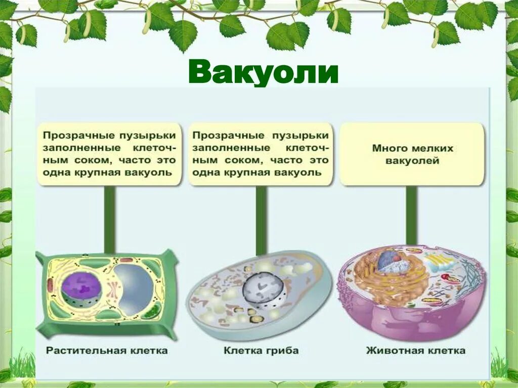 Имеет ли растительная клетка вакуоль. Функции вакуоли в животной клетке. Вакуоль растительной клетки функции. Функции вакуоли в растительной клетке. Функции вакуолей в растительной клетке.