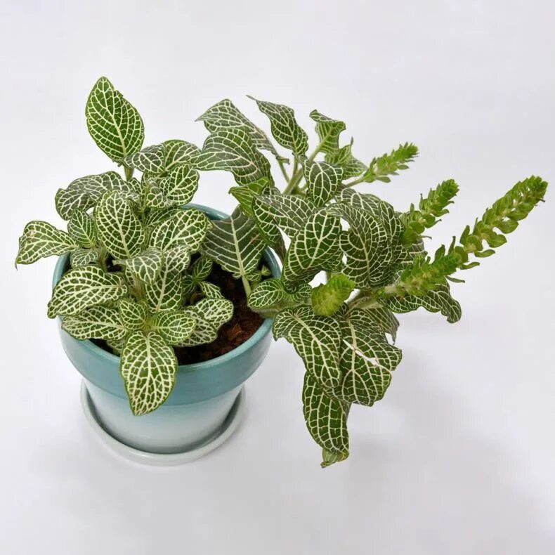 Фиттония серебристожильчатая. Домашний цветок фиттония. Домашний цветок фиттония. Домашний цветок фиттония. Фиттония вайт.