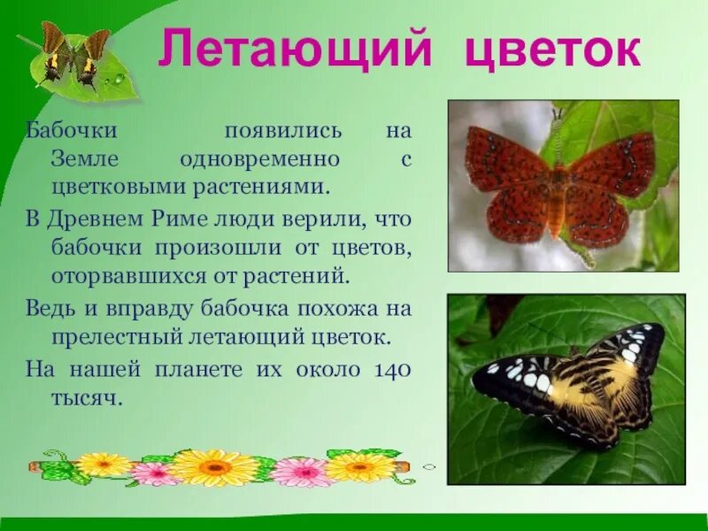Стих про бабочку. Информация про бабочек для детей дошкольного возраста. Загадка про бабочку. Стихи про бабочку красивые. Пчела и бабочка текст