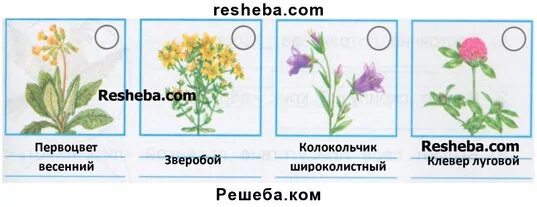 Атлас определитель от земли до неба луга. Атлас определитель от земли до неба луга