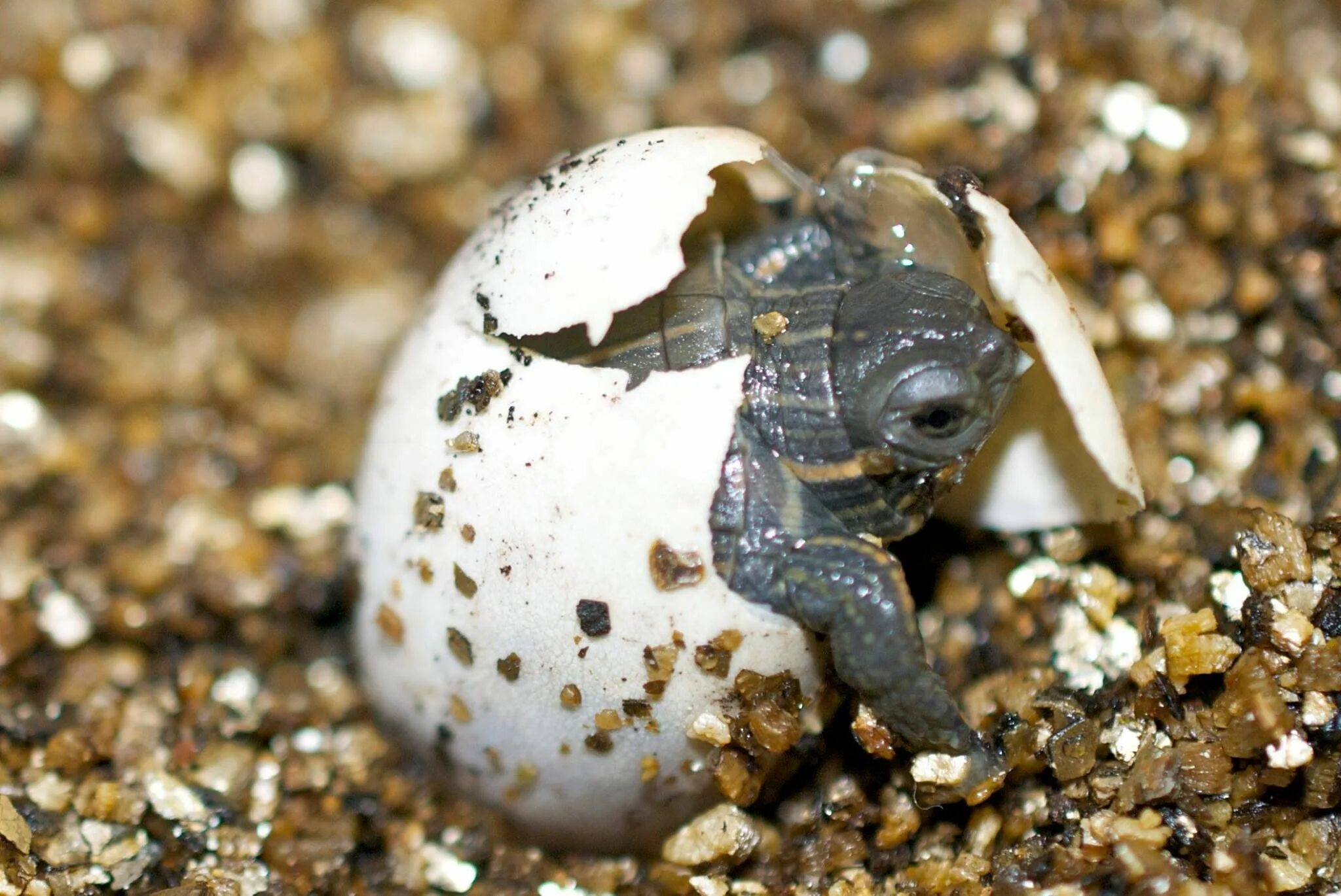 Turtles laying eggs