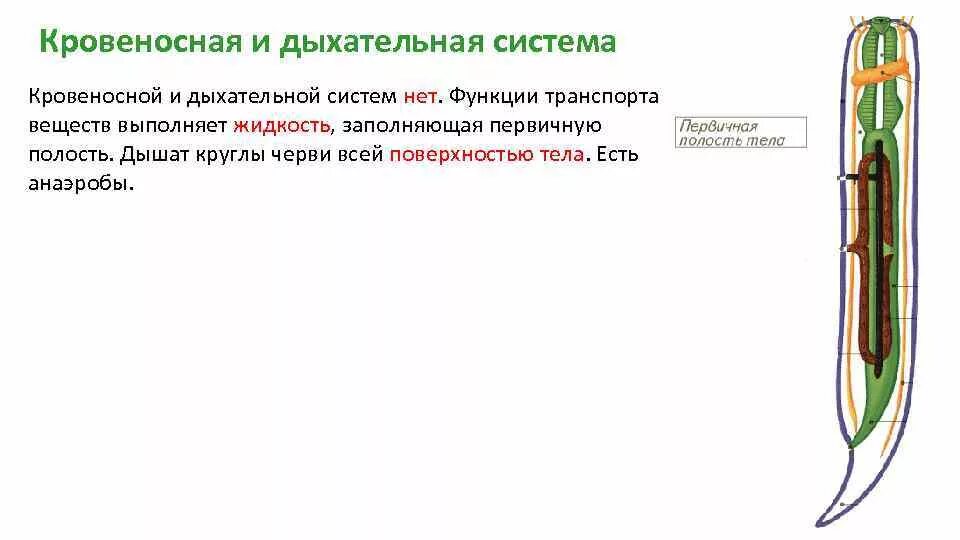 У круглых червей отсутствует. Дыхательная система круглых червей. Тип круглые черви дыхательная система. Дыхательная система система круглых червей. Круглые черви органы дыхания.