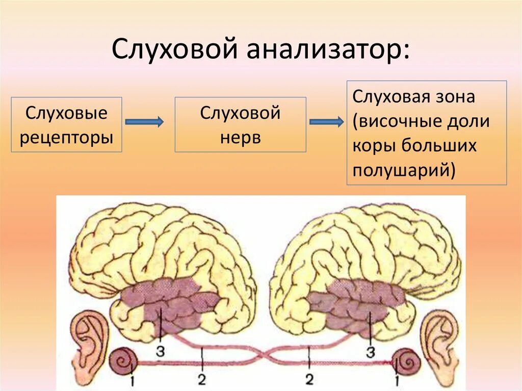 Слуховая зона расположена в доле. Слуховой анализатор слуховая зона коры. Слуховой анализатор в коре головного мозга. Слуховой анализатор в отделе коры головного мозга.