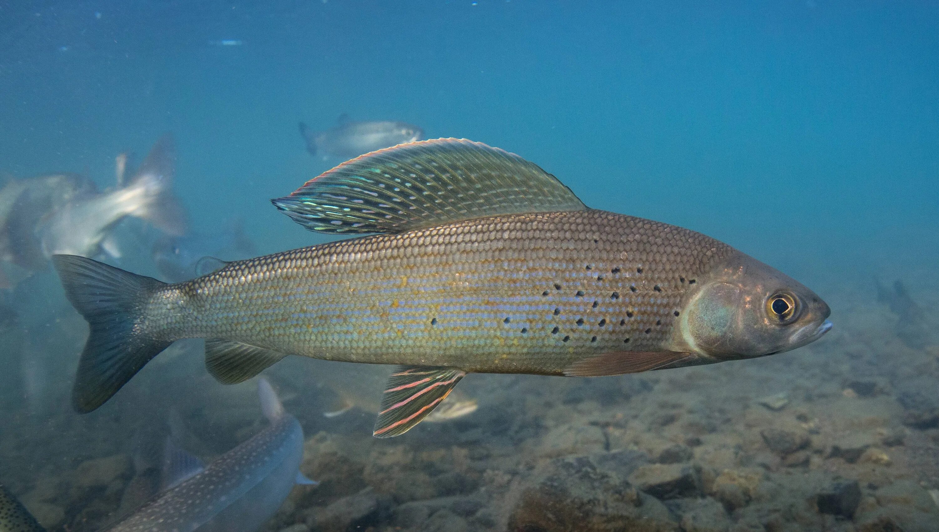 рыба р белая