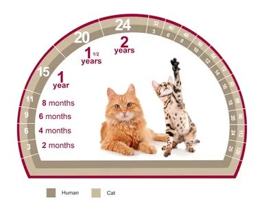 Год кота какие года