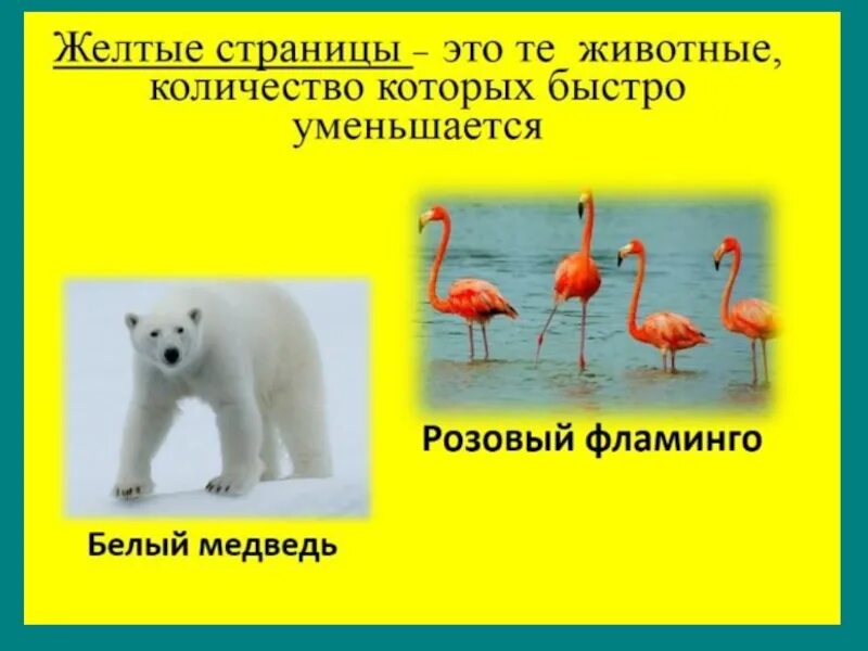 Количество животных уменьшается. Желтые страницы красной книги россии. животные из красной книги желтые страницы. красная книга россии желтые страницы животные и растения. жёлтая книга животных и растений россии.