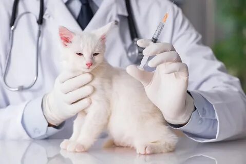 Вакцина ветеринария