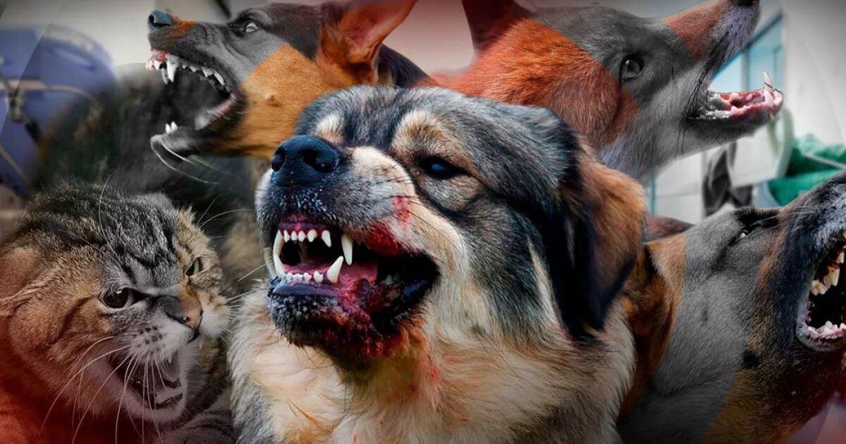 Как выглядит бешеная собака в реальной жизни mossetattoo's music tagged as funk metal