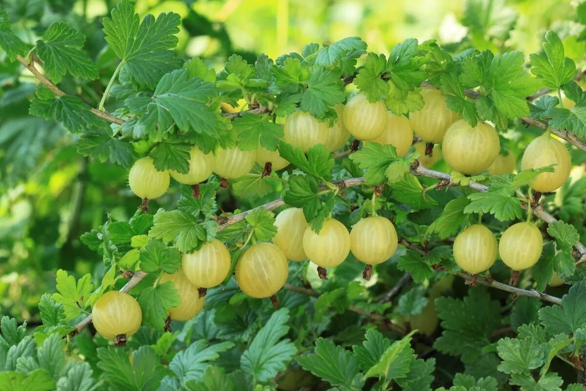 Крыжовник Куршу дзинтарс. Крыжовник сорт Инвикта. Крыжовник (ribes grossularia `Командор`). Крыжовник сорт берилл. Крыжовник куршу