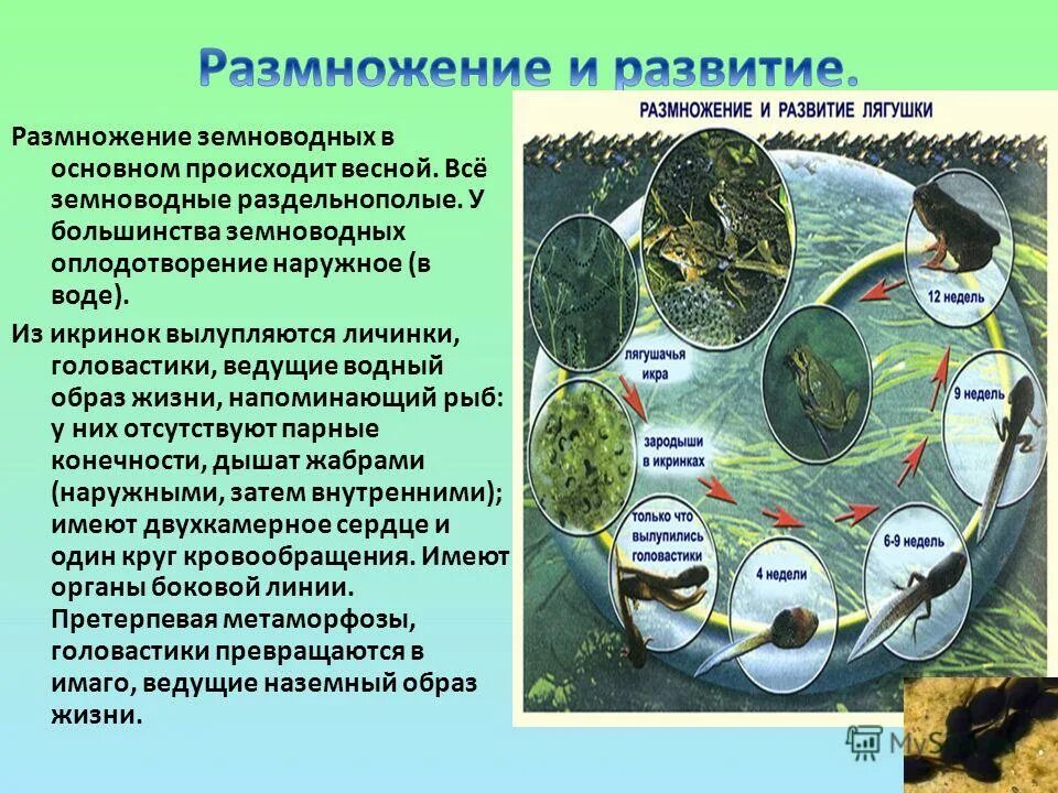 Размножение земноводных лягушек. Оплодотворение у земноводных внутреннее или наружное. Размножение амфибий. Размножение тип оплодотворения земноводных. Размножение и развитие зверей.