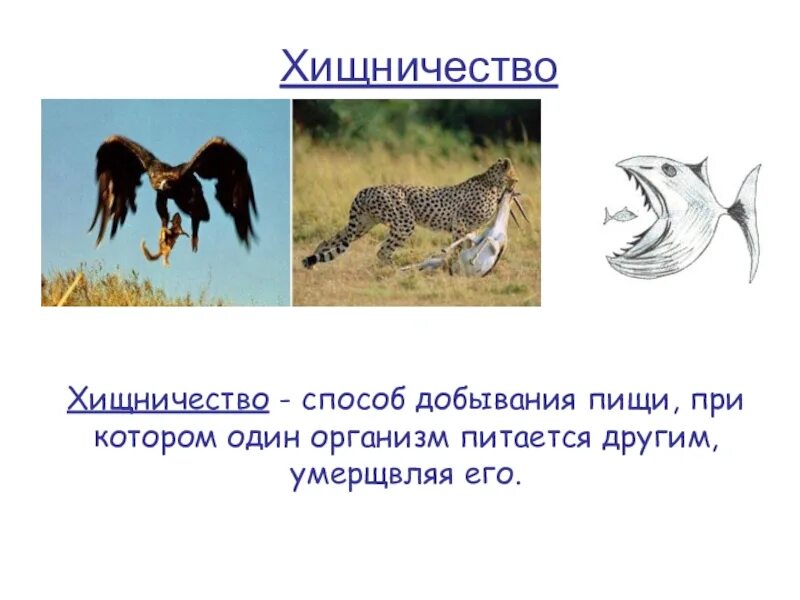 Хищничество. Хищничество примеры. Хищничество это в биологии. Примеры хищничичиство.