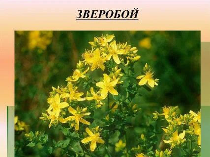 Растения название зверобой