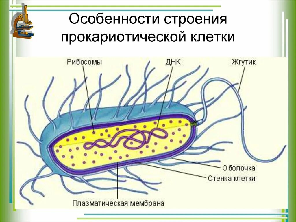 Прокариоты строение и значение. Строение бактериальной клетки прокариот. прокариотическая клетка пили. клетка прокариотической бактерии. строение клетки прокариот.