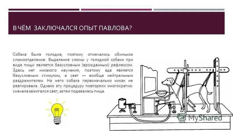 Почему в описанном опыте. Рефлекс собаки Павлова кратко. Собака Павлова описание эксперимента. Опыт Павлова с собакой.