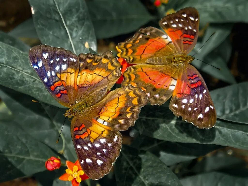 Название самых красивых бабочек. Бабочка Кернс Бердвинг. Тропические бабочки. Экзотические бабочки. Редкие бабочки.