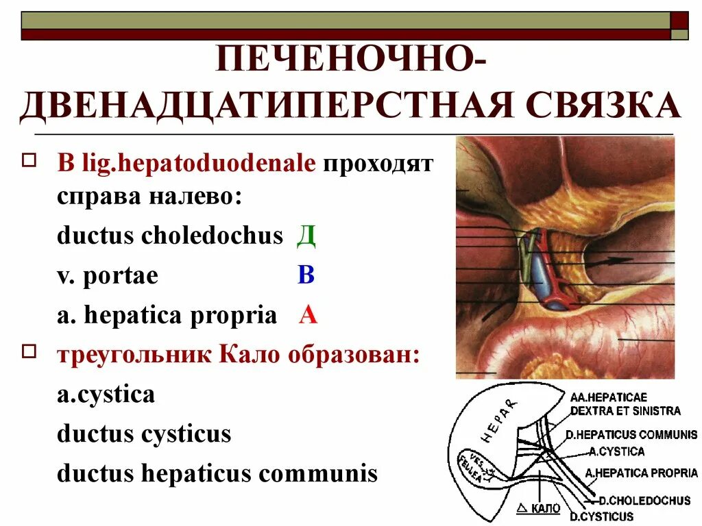 Colpoperineotomia латынь