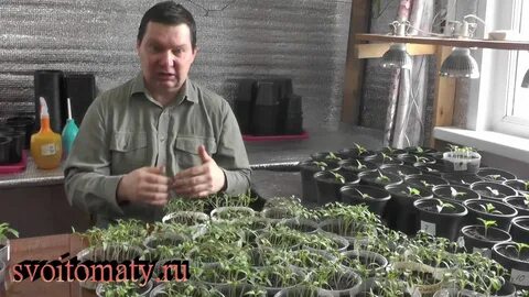 Проверенные семена от медведевых сайт