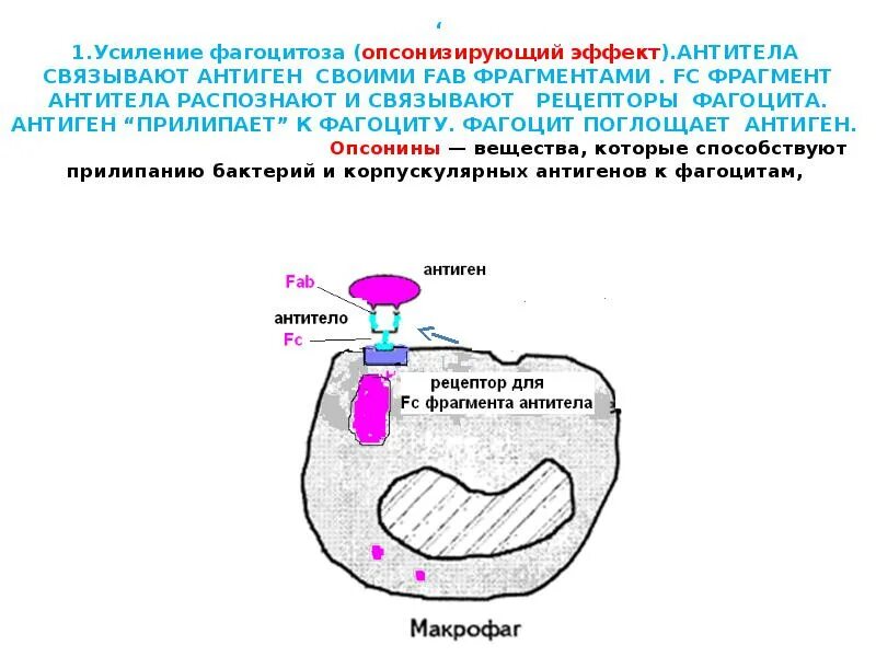 Повышенное содержание антител и фагоцитов. Фагоцитоз усиливается при участии антител. опсонизация антигена антителами. макрофаг рецептор антиген антитело. антиген фагоцит.