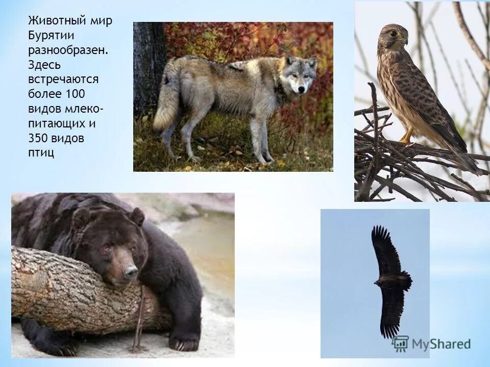 Соболь баргузинский заказник. Соболь баргузинский заказник. Животные обитающие в бурятии. Животный мир бурятии. Животные обитающие в бурятии.
