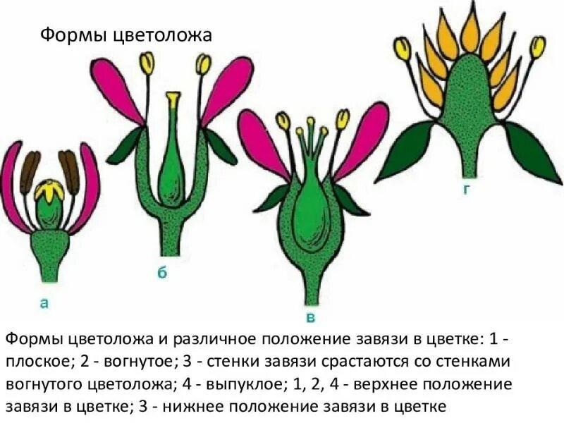 Цветок превращается в происходит видоизменение стенки