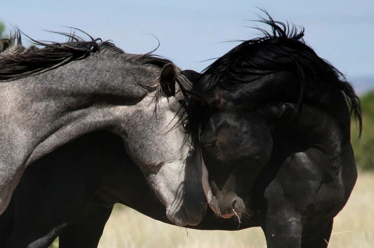 Horse come. Булонская порода лошадей. Булонский тяжеловоз. Бинки лошадь kingdome come. Каштановый жеребец.
