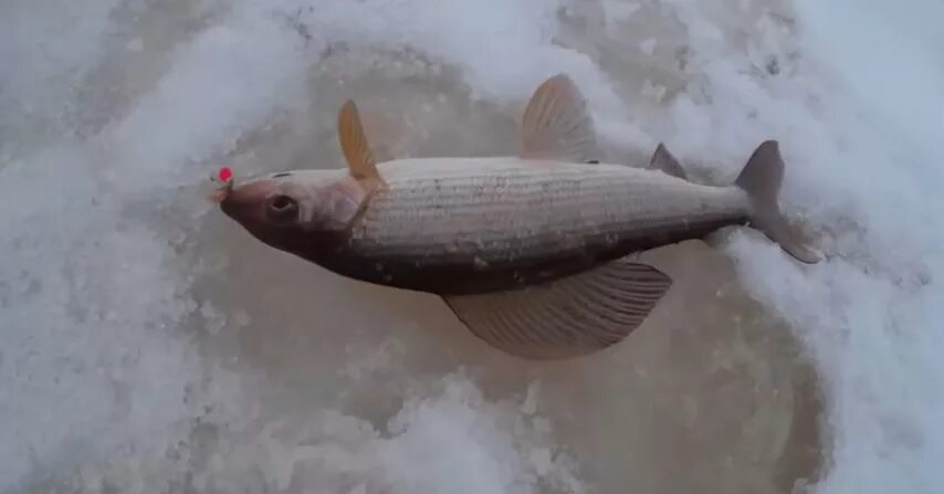 Мормышки для ловли хариуса. Ловля хариуса зимой на мормышку. Подлёдный лов хариуса. Безмотылка для зимней рыбалки на хариуса. Ленок в марте