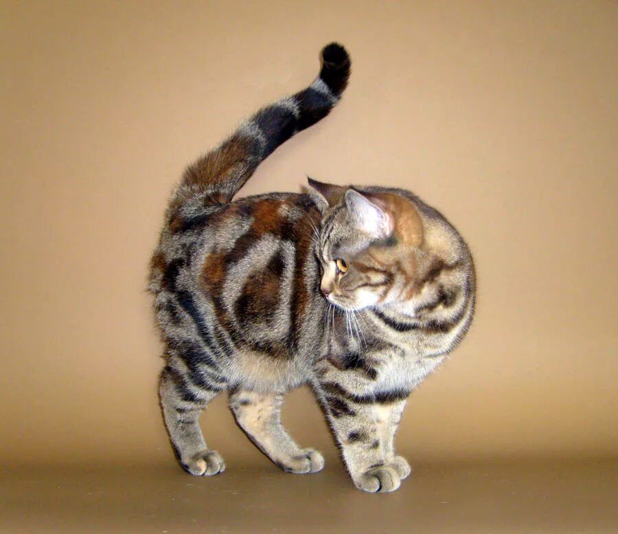 Окрас черепаха. Британская черепаховая кошка. Кот черепахового окраса. Британский кот черепахового окраса. Британская кошка Черепаший окрас.